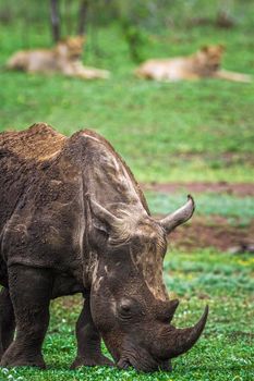 Specie Ceratotherium simum simum family of Rhinocerotidae