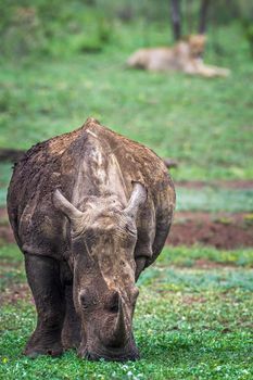 Specie Ceratotherium simum simum family of Rhinocerotidae