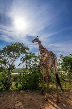 Specie Giraffa camelopardalis family of Giraffidae