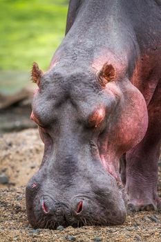 Specie Hippopotamus amphibius family of Hippopotamidae