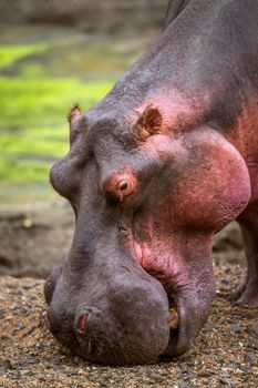 Specie Hippopotamus amphibius family of Hippopotamidae