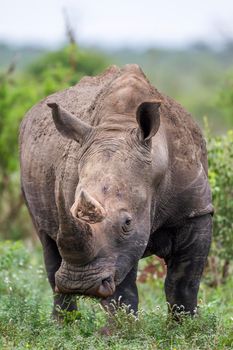 Specie Ceratotherium simum simum family of Rhinocerotidae