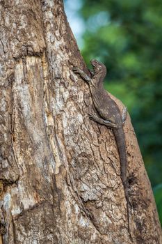 Specie Varanus albigularis family of Varanidae