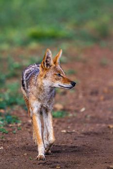 Specie Canis mesomelas family of Canidae