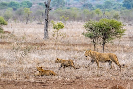 Specie Panthera leo family of Felidae