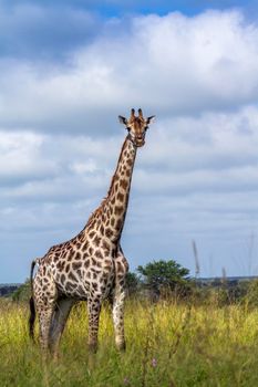 Specie Giraffa camelopardalis family of Giraffidae