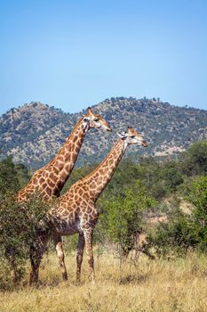 Specie Giraffa camelopardalis family of Giraffidae