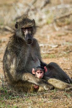 Specie Papio ursinus family of Cercopithecidae