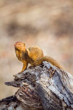 Specie Galerella sanguinea family of Herpestidae