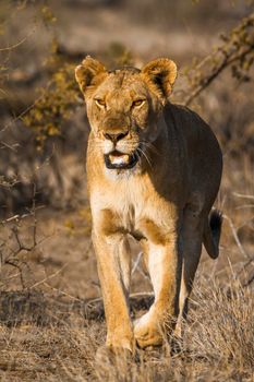 Specie Panthera leo family of Felidae