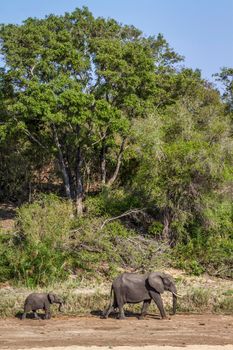 Specie Loxodonta africana family of Elephantidae