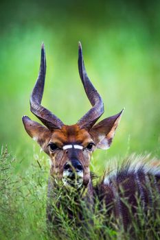 Specie Tragelaphus angasii family of bovidae