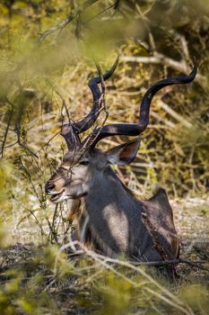 Specie Tragelaphus strepsiceros family of Bovidae