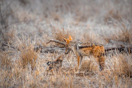 Specie Canis mesomelas family of Canidae