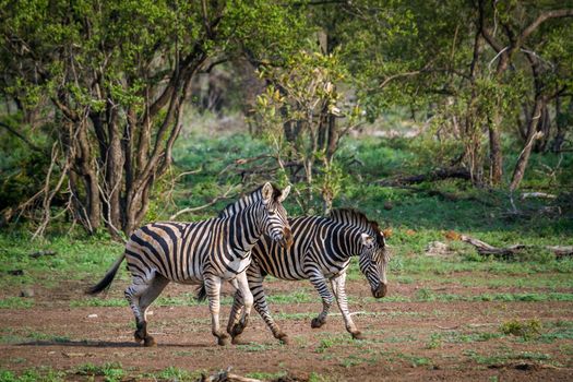 Specie Equus quagga burchellii family of equidae