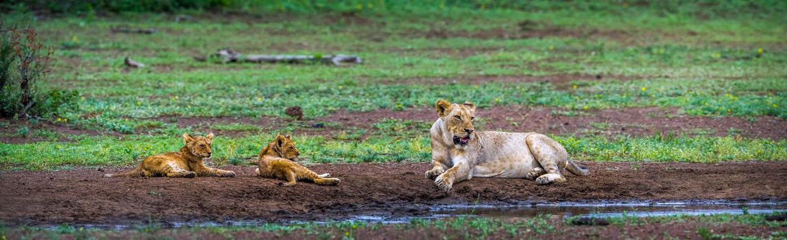 Specie Panthera leo family of felidae