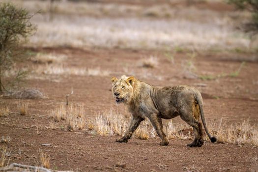 Specie Panthera leo family of Felidae