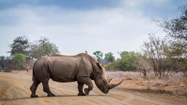 Specie Ceratotherium simum simum family of Rhinocerotidae
