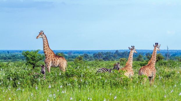 Specie Giraffa camelopardalis family of Giraffidae