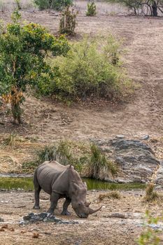 Specie Ceratotherium simum simum family of Rhinocerotidae