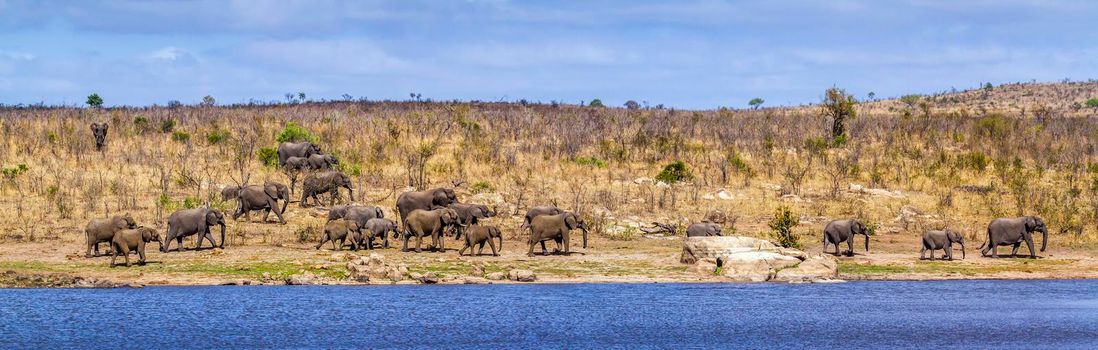 Specie Loxodonta africana family of Elephantidae