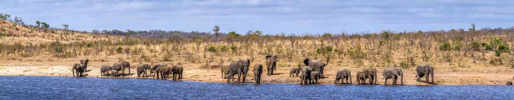 Specie Loxodonta africana family of Elephantidae