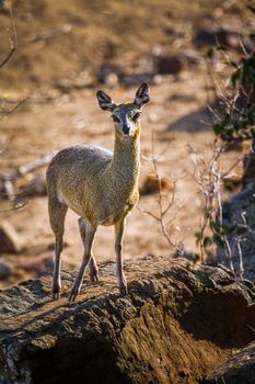 Specie Oreotragus oreotragus family of Bovidae