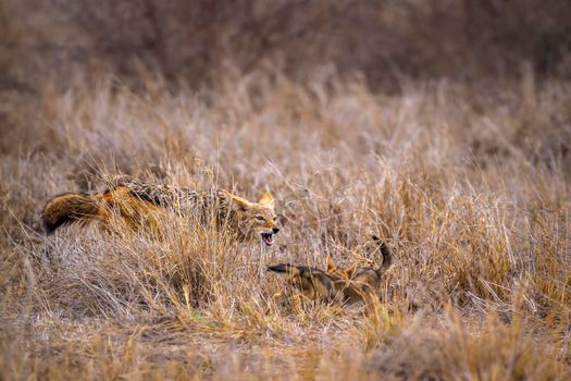 Specie Canis mesomelas family of Canidae
