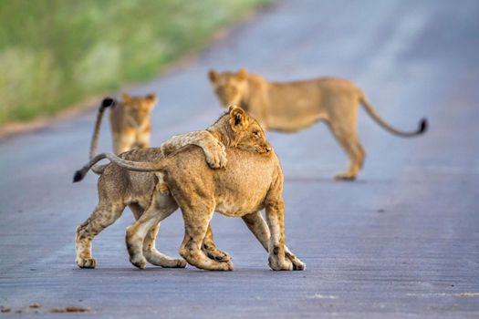 Specie Panthera leo family of Felidae