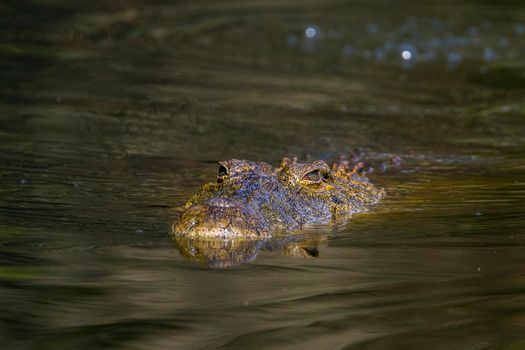 Specie Crocodylus niloticus family of Crocodylidae