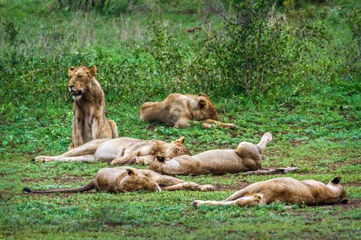 Specie Panthera leo family of felidae