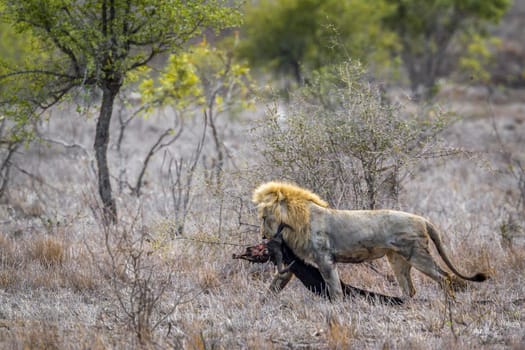 Specie Panthera leo family of Felidae
