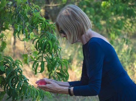 elegant lady picking plums and peaches in a farm during summer