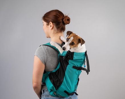 Caucasian woman carries jack russell terrier dog in her backpack