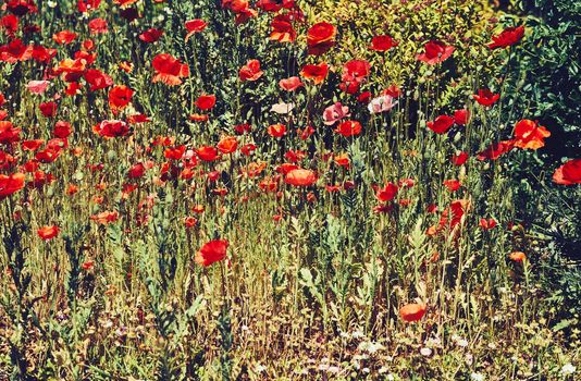 a herbaceous plant with showy flowers, milky sap, and rounded seed capsules. Many poppies contain alkaloids and are a source of drugs such as morphine and codeine. Sunny meadow with red tender poppies