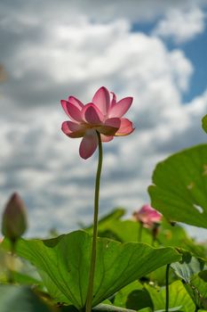 A pink lotus flower sways in the wind. Against the background of their green leaves. Lotus field on the lake in natural environment