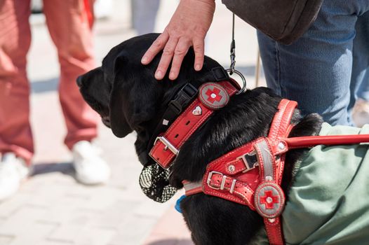Black Labrador working as a guide dog for a blind man