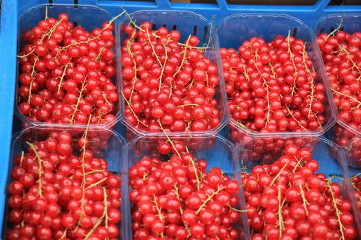 red currants in small boxes on a market stall