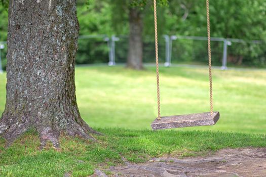 Empty rope swing on tree with wooden board in summer park
