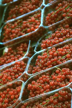 red currants in small boxes on a market stall