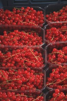 red currants in small boxes on a market stall