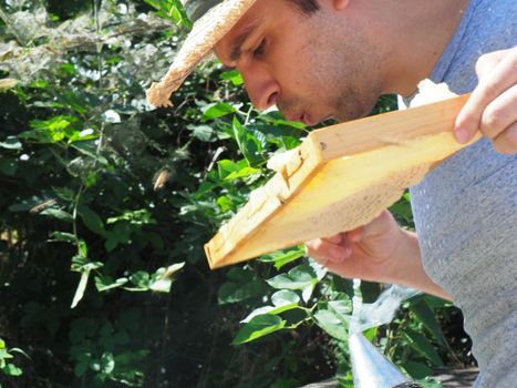 Beekeeper working with bees and beehives on the apiary. Beekeeping concept. Beekeeper harvesting honey Beekeeper on apiary.