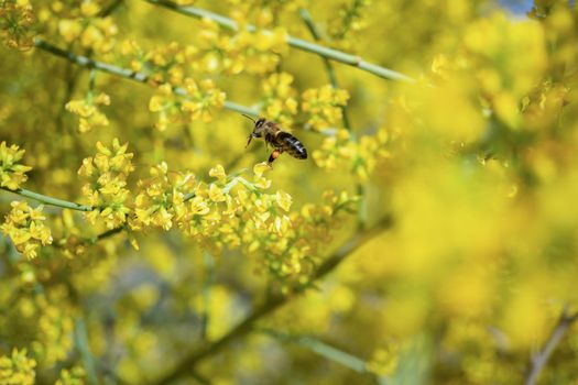 close-up of a honey bee pollinating yellow flowers with the background out of focus