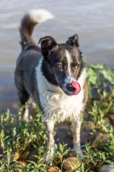 border collie dog bathing in the river