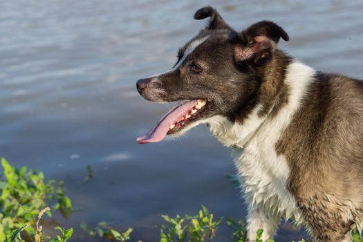 border collie dog bathing in the river