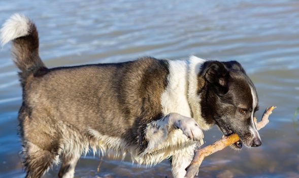 border collie dog bathing in the river