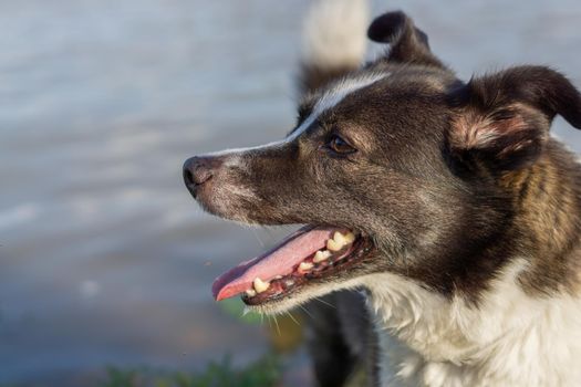 border collie dog bathing in the river