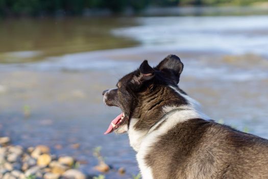 border collie dog bathing in the river