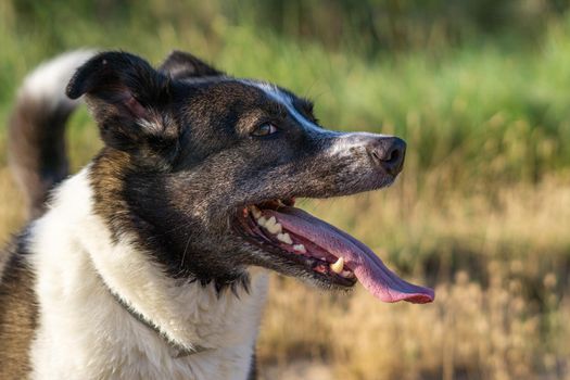 border collie dog bathing in the river