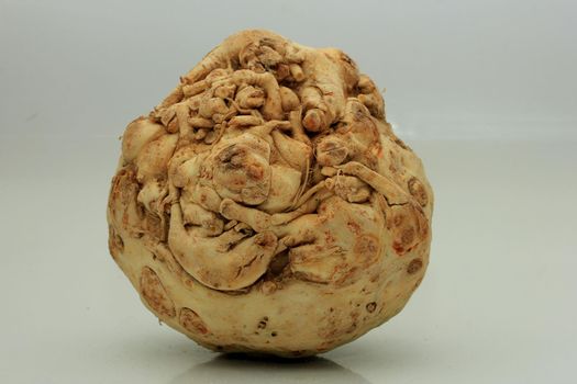 a Celeriac root vegetable with a edible bulb, closeup